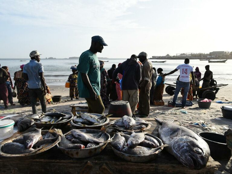 L’État pilote un projet qui vise la production de plus de 400 tonnes de poissons par an à Ndiaganiao