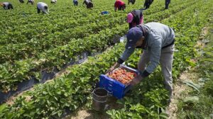 saisonniers agricoles espagne 590x330 1 Jallale.net L'actualité en direct, où que vous soyez